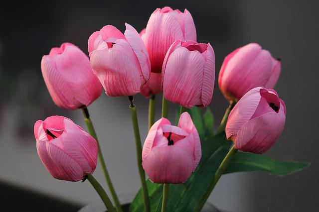 růžové umělé tulipány
