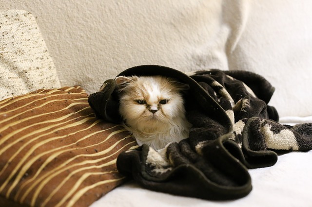 kočka v teple