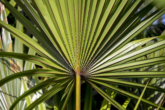 palmovník